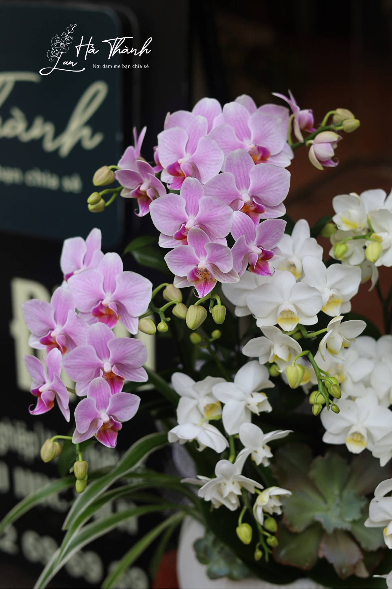 Chậu lan hồ điệp hồng trắng cao cấp để bàn Lan Hà Thành